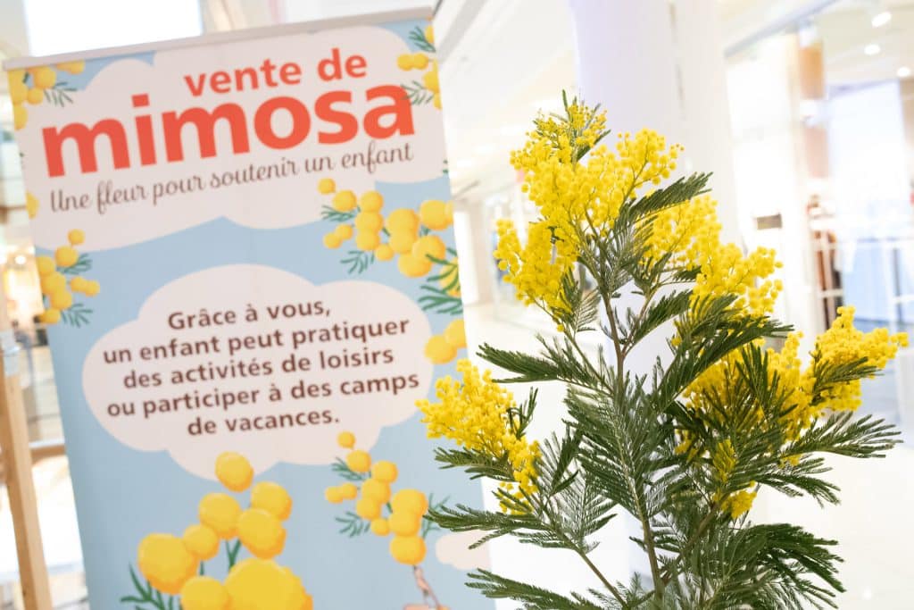 Vente mimosa