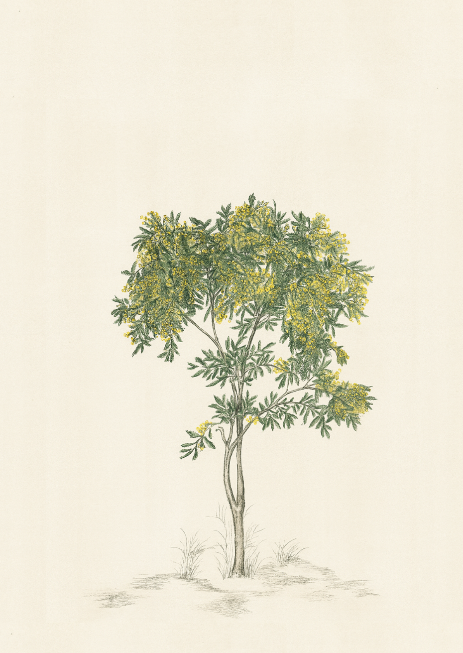 Arbre